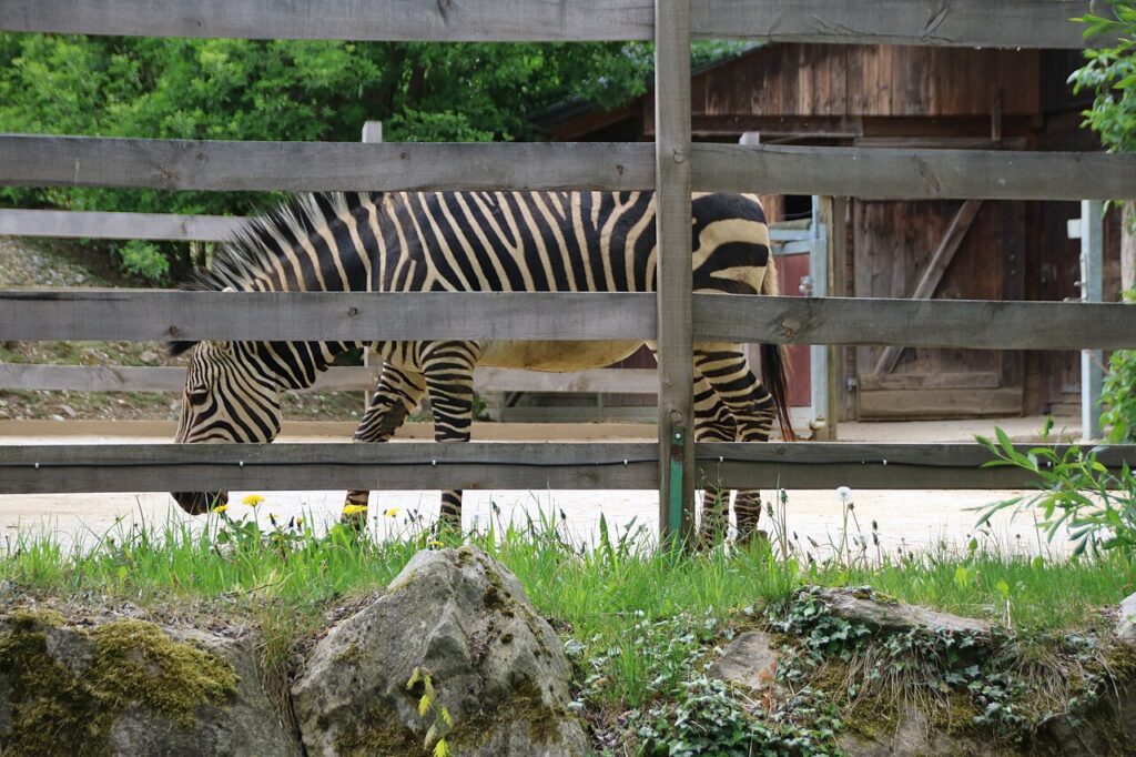 Hartmann hegyi zebra a Tierwelt Herbersteinben